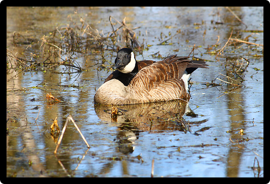 Canada Goose (Branta canadensis) in a forested wetland of Illinois.