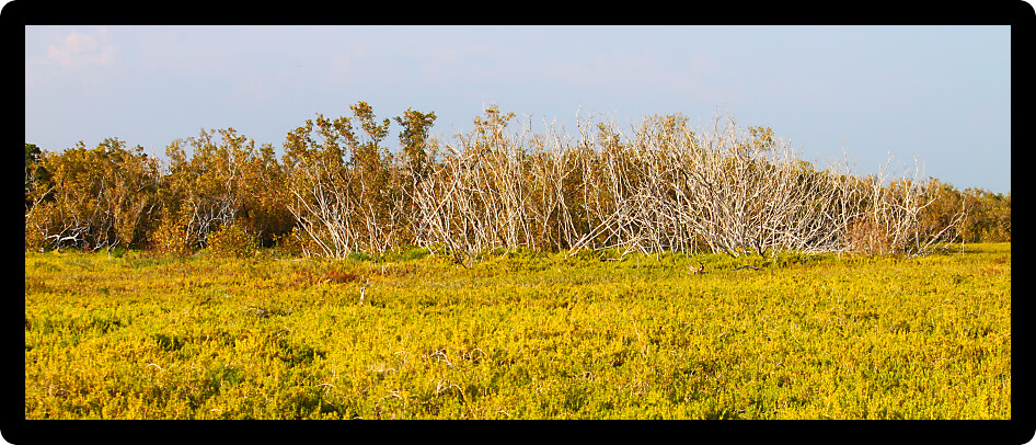 Panoramic view of the coastal prairie at Everglades National Park Florida.