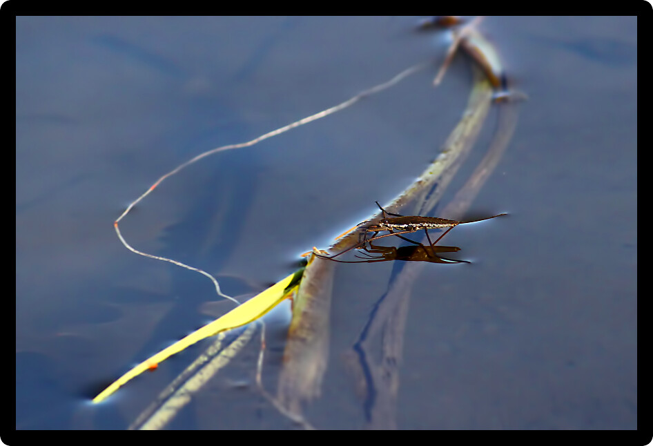 Common Water Strider (Gerris regimis) in a wetland of northern Illinois.