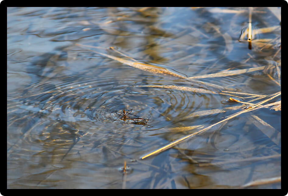 Common Water Strider (Gerris regimis) on the surface of a wetland in Illinois.