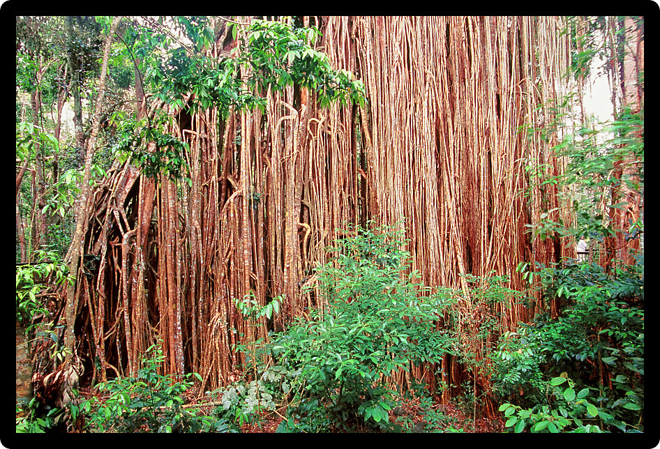 Curtain Fig Tree in the Atherton Tablelands of Queensland Australia.
