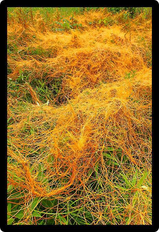 Dodder (Genus Cuscuta) is a parasitic plant that is totally dependent on other host plants for survival.
