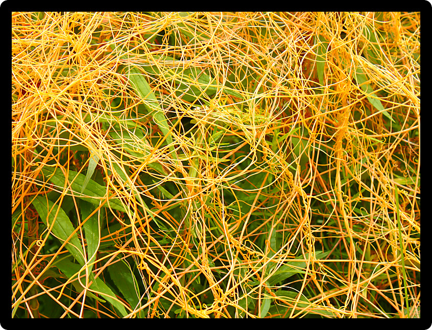 Dodder (Genus Cuscuta) is a parasitic plant that is totally dependent on other host plants for survival.