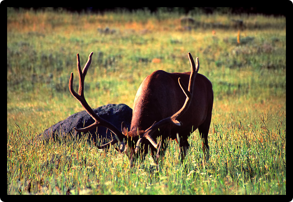 Elk (Cervus canadensis) in a meadow under morning sunlight in Yellowstone National Park Wyoming.