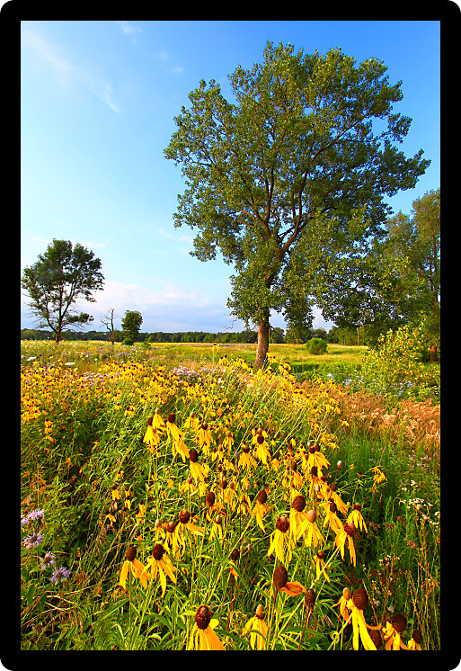 Prairie flowers illuminated in evening sunlight in northern Illinois.