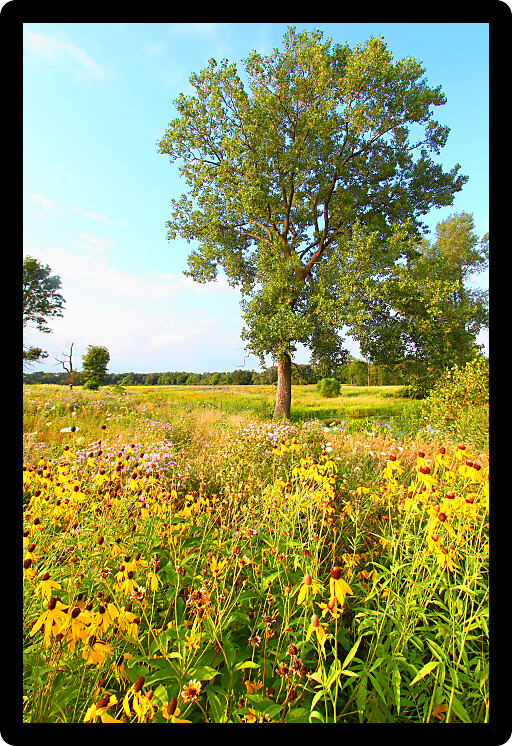 Prairie flowers illuminated in evening sunlight in northern Illinois.