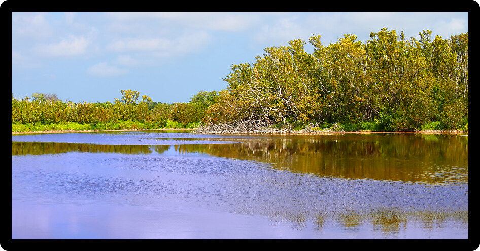 Shoreline of Eco Pond in Everglades National Park Florida.