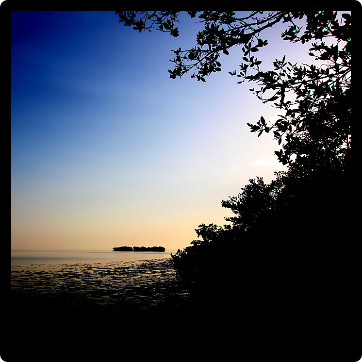 Silhouetted mangroves of the Florida coast at Everglades National Park.