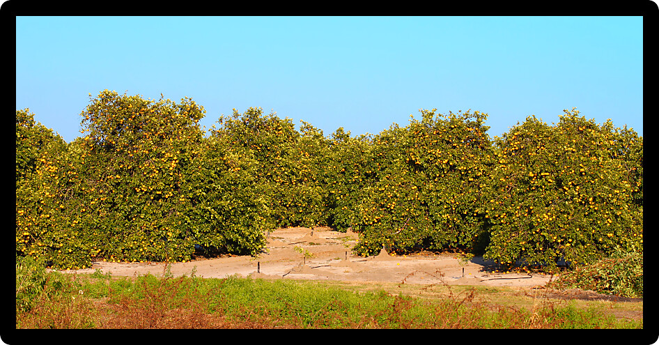 Panoramic view of Florida orange groves in evening sunlight.