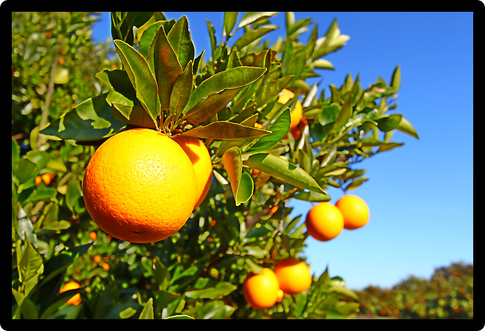 Beautiful orange groves of Florida on a sunny day.