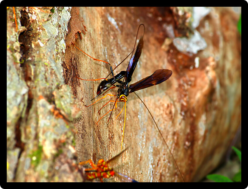Giant Ichneumon Wasp depositing eggs into a wood tunnel with its distinctly long ovipositor.