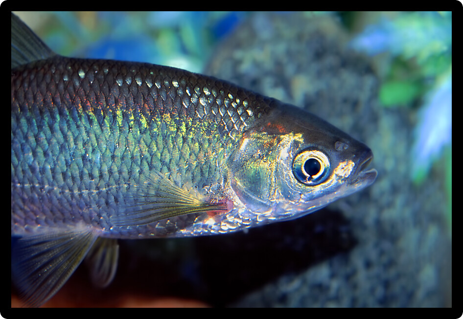 Golden Shiner (Notemigonus crysoleucas) fish found in Illinois.