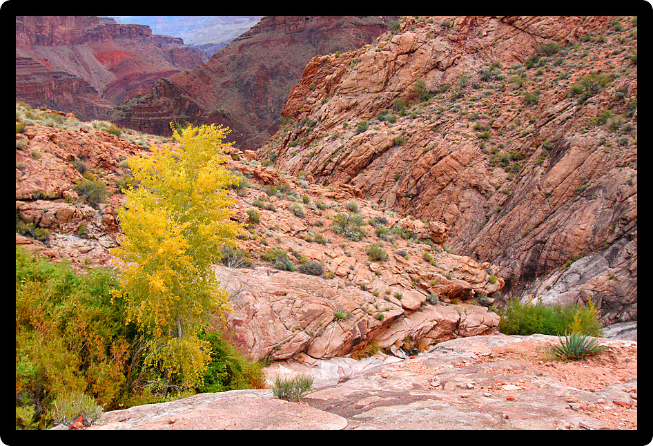 Autumn foliage in the rocky landscape of Grand Canyon National Park.