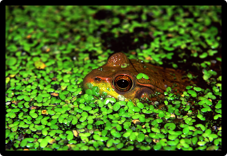 Green Frog (Rana clamitans) hiding in duckweed at an Illinois wetland.