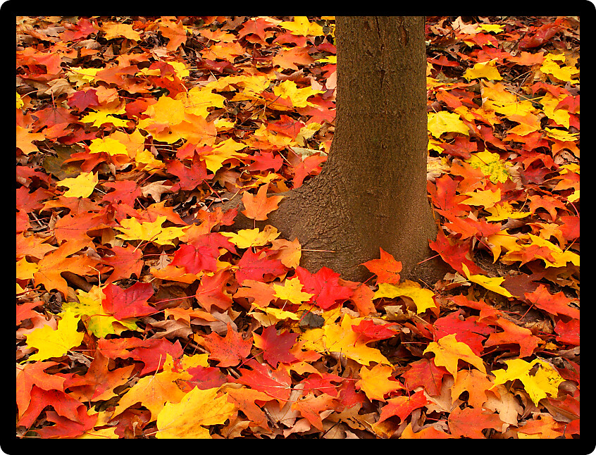 Illinois autumn scenery of maple leaves on a forest floor.