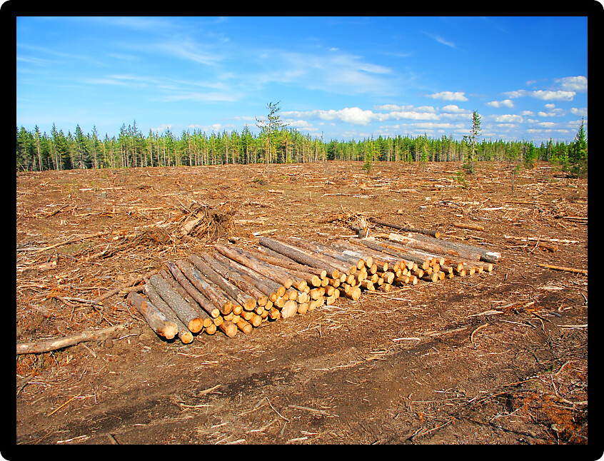 Large area of northern Michigan where Jack Pines (Pinus banksiana) have been logged.
