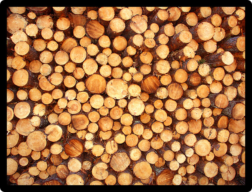Large stack of Jack Pine (Pinus banksiana) logs cut in northern Michigan.