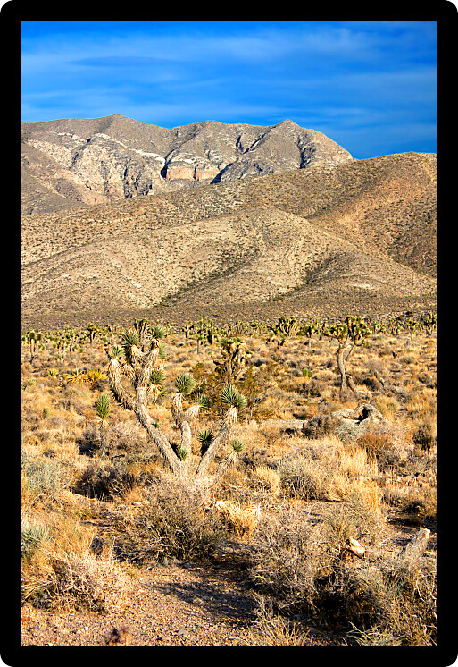 Joshua Trees (Yucca brevifolia) in the desert ecosystem northwest of Las Vegas.