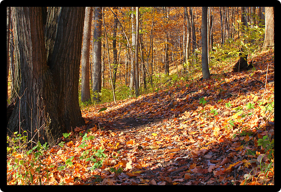 Autumn scenery along a trail at Kickapoo State Park in Illinois.