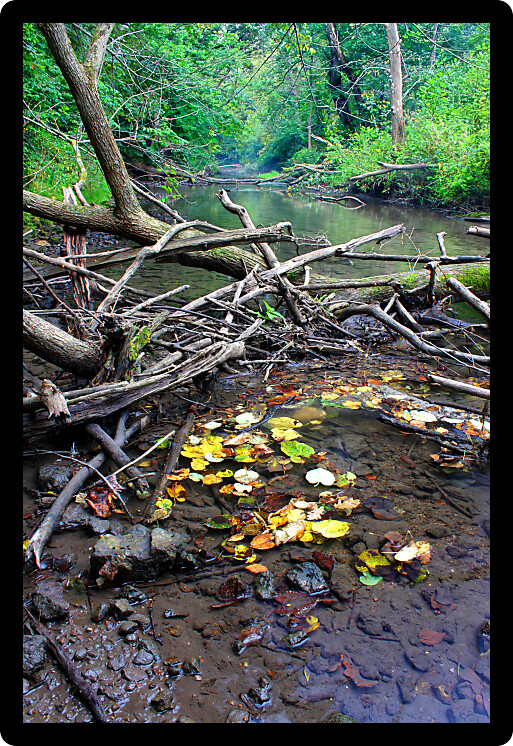 Kinnikinnick Creek flows through dense forests of northern Illinois.
