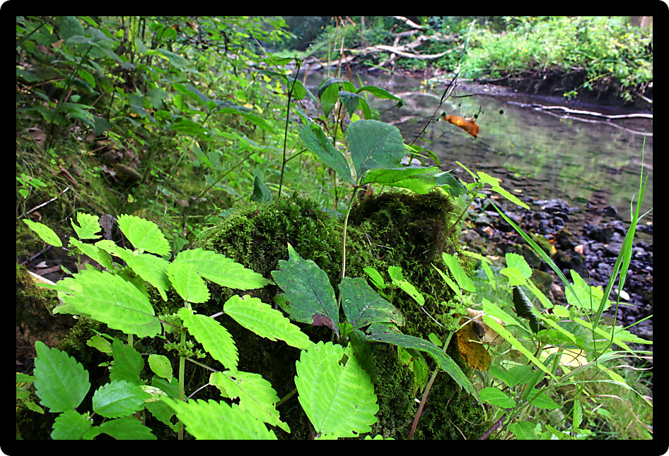 Kinnikinnick Creek flows through dense forests of northern Illinois.