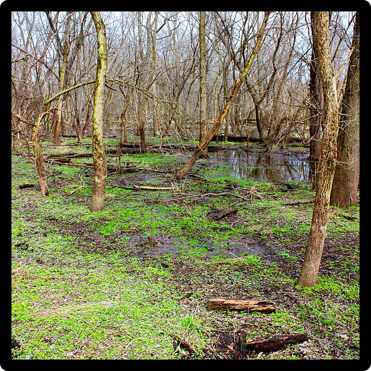 Spring scenery in a floodplain forest of the Kyte River in Ogle County Illinois.
