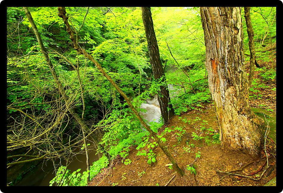 Deep canyon through deciduous forests of Matthiessen State Park in Illinois.
