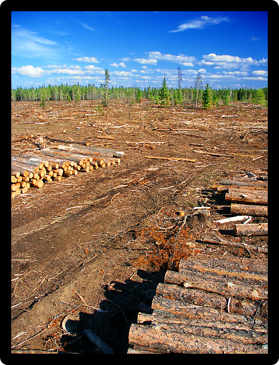 Jack Pines (Pinus banksiana) logging taking place in northwoods Michigan.