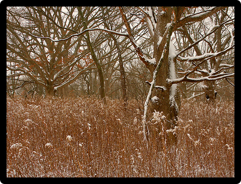 Oak tree dusted with winter snow in the Midwest United States.