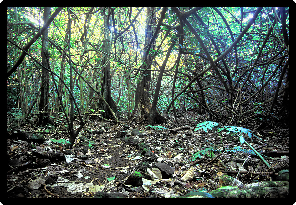 Rocks mark a rainforest hiking trail on the island of Moorea in French Polynesia.