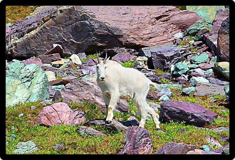Mountain Goat (Oreamnos americanus) in alpine environment of Glacier National Park Montana.