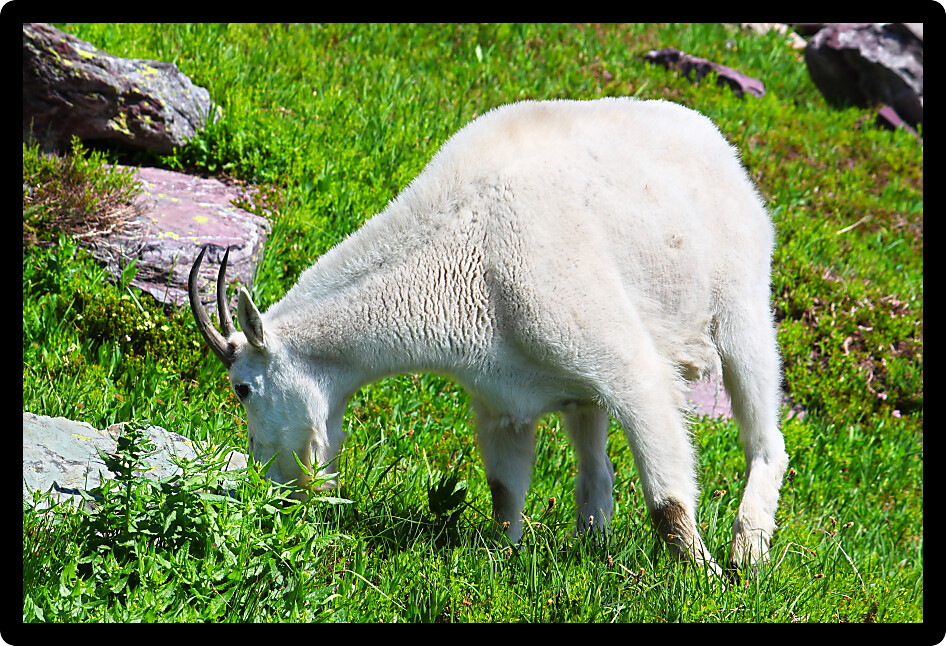Mountain Goat (Oreamnos americanus) at Sperry Glacier in Glacier National Park Montana.