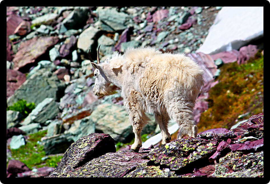 Mountain Goat (Oreamnos americanus) at Sperry Glacier in Glacier National Park - Montana.