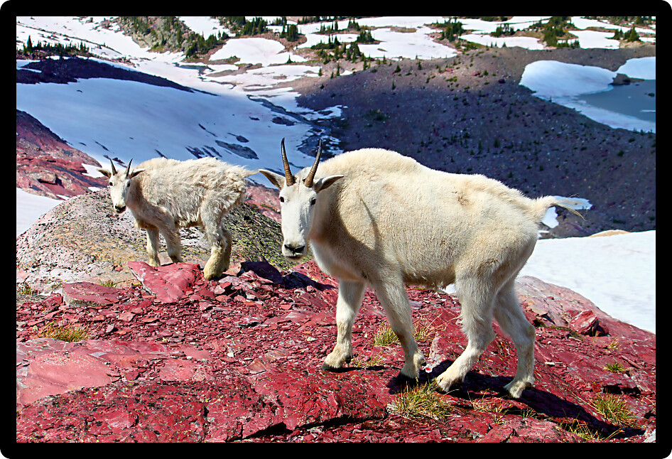 Mountain Goats (Oreamnos americanus) at Sperry Glacier in Glacier National Park Montana.