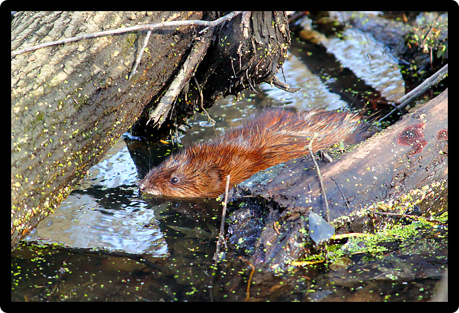 Muskrat (Ondatra zibethicus) sitting in the water on a warm spring day in Illinois.