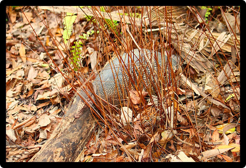 Nine-banded Armadillo (Dasypus novemcinctus) in Highlands Hammock State Park of Florida.