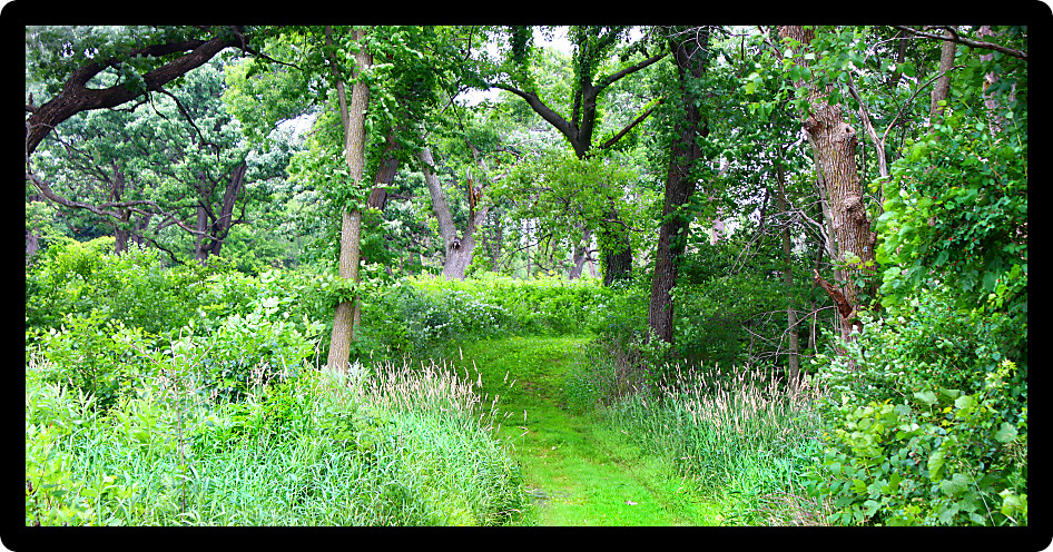 Woodland path winding through old oak trees at Distillery Conservation Area in Illinois.
