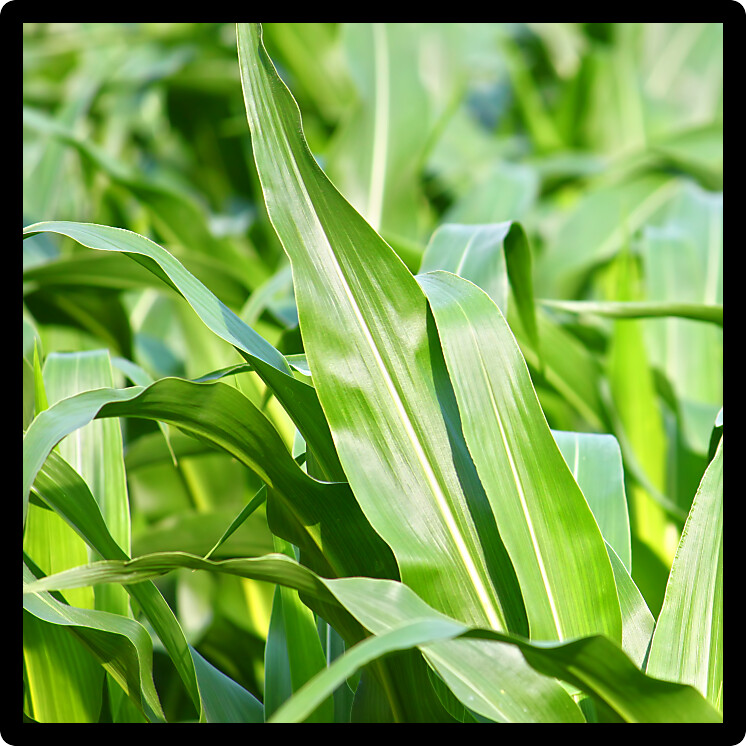 Bright green stalks of corn in a northern Illinois cornfield.