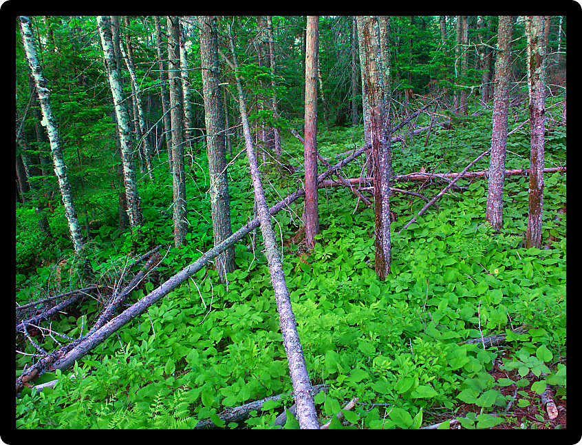 Hillside woodland with lush understory vegetation in northwoods Michigan.