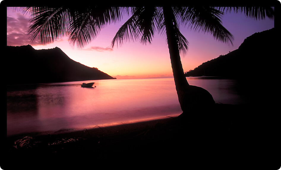 Palm tree silhouette over Opunohu Bay on the island of Moorea in French Polynesia.