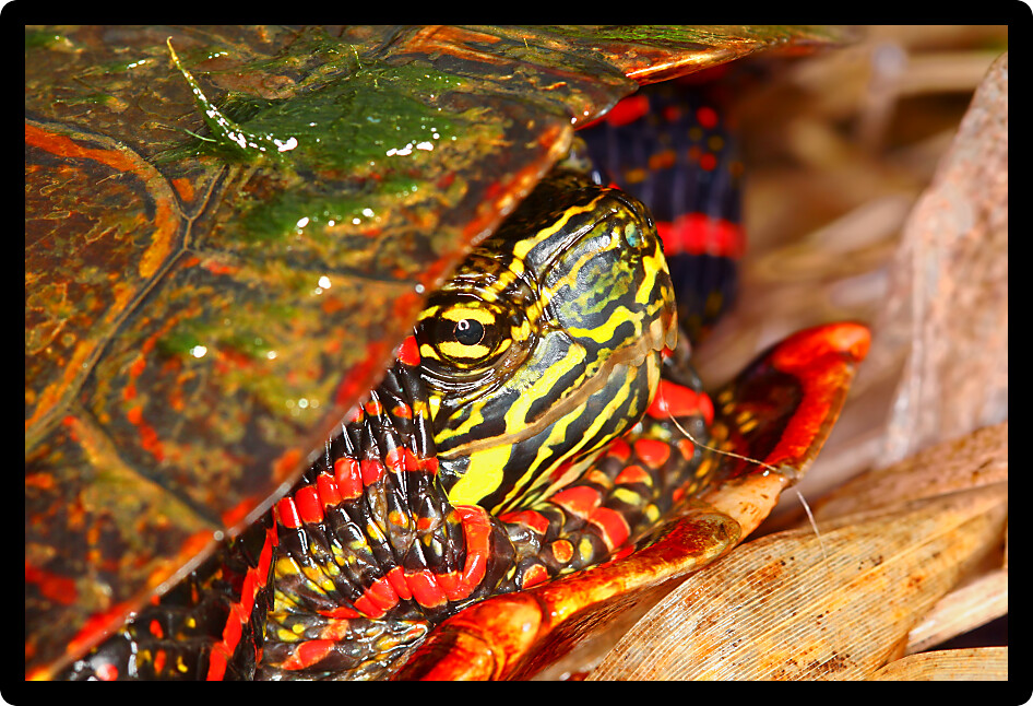 Close up of Painted Turtle (Chrysemys picta) found in northern Illinois.