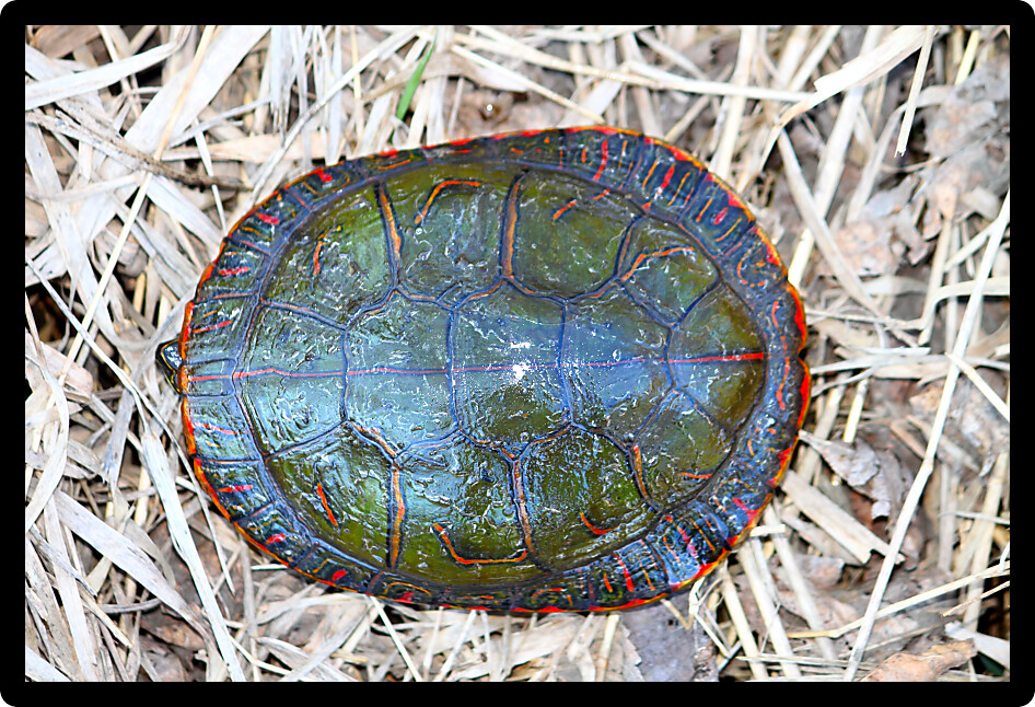 Painted Turtle (Chrysemys picta) coming out in spring in Illinois.
