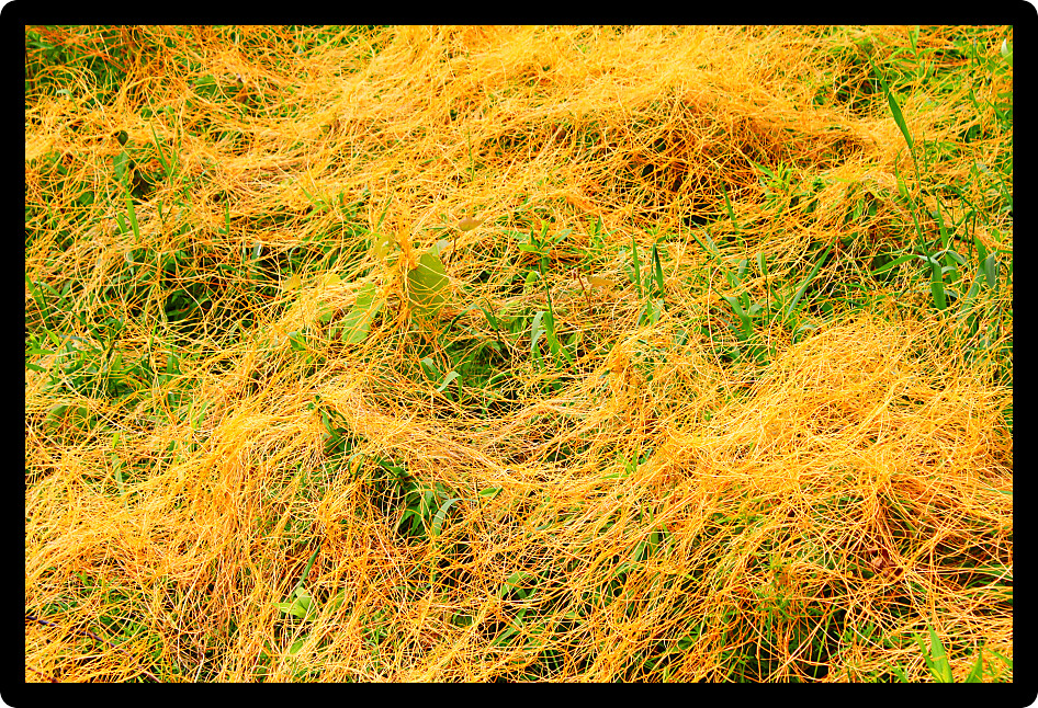 Dodder (Genus Cuscuta) is a parasitic plant that is totally dependent on other host plants for survival.
