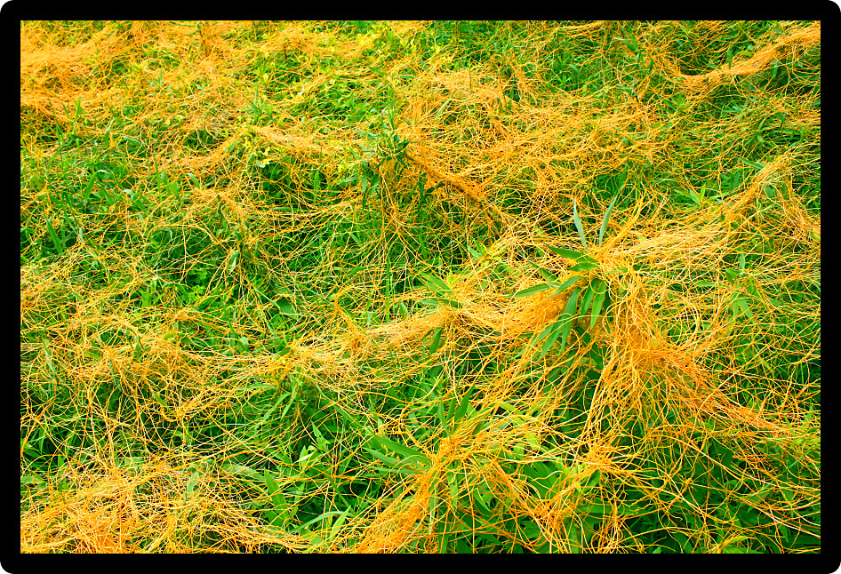 Dodder (Genus Cuscuta) is a parasitic plant that is totally dependent on other host plants for survival.