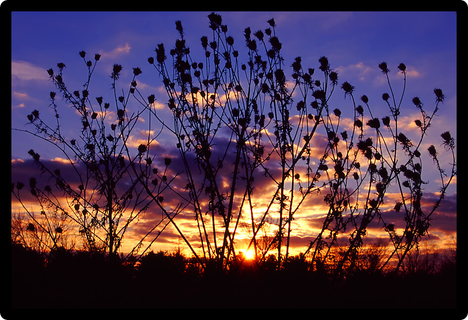Brilliant colors of sunset silhouetted through prairie plants in northern Illinois.