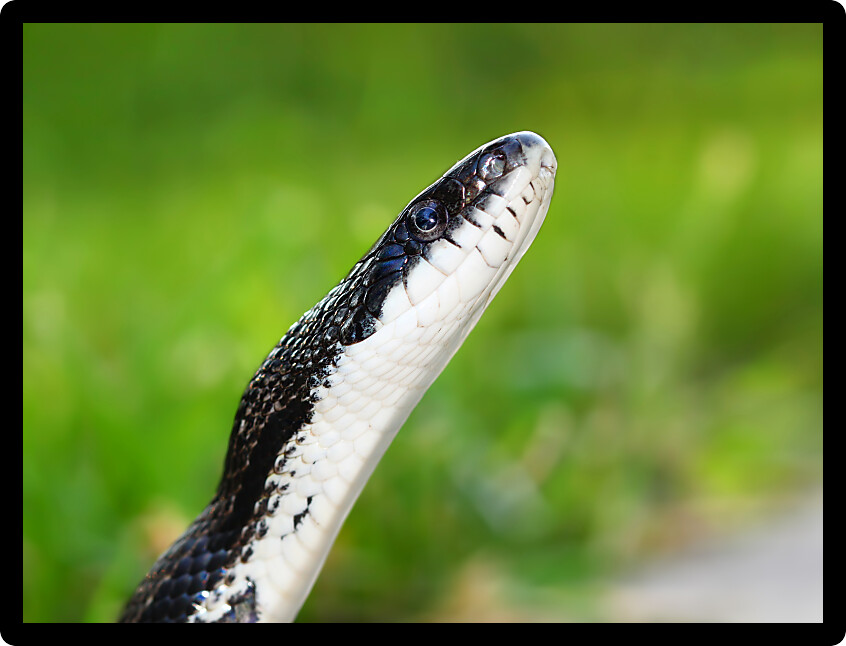 Rat Snake on a summer day in a Illinois natural environment.