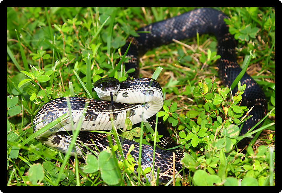 Rat Snake on a summer day in an Illinois natural environment.