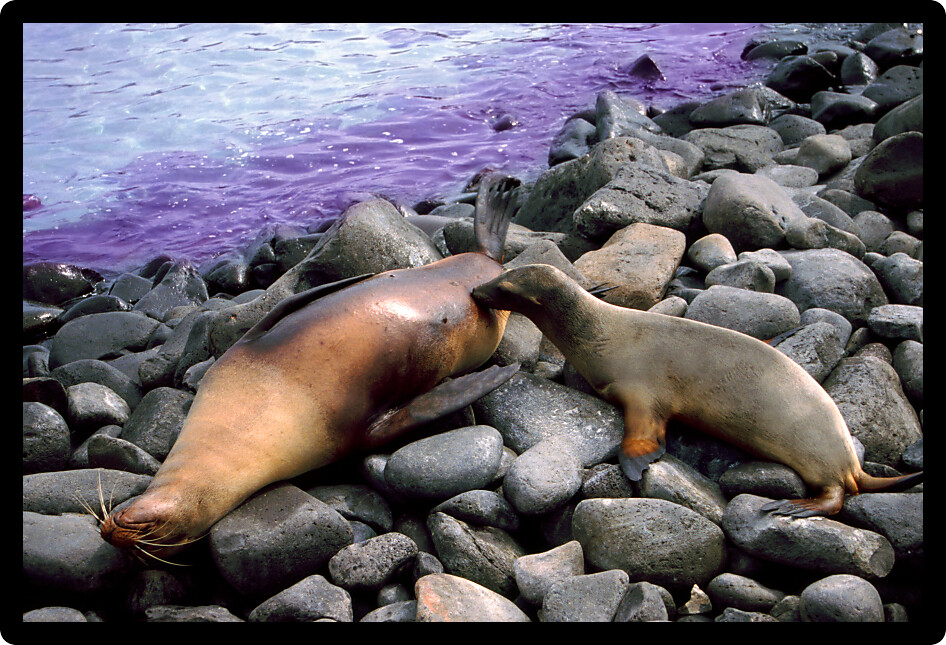 Sealion pup nurses while its mother rests on Espanola island in the Galapagos.