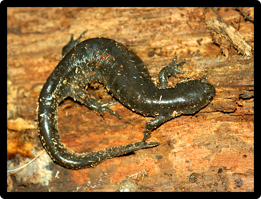 Smallmouth Salamander (Ambystoma texanum) in an Illinois forest.