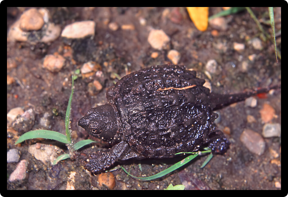 Snapping Turtle (Chelydra serpentina) hatchling searching for water in Illinois.